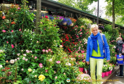 Plants for sale at the Marché aux fleurs